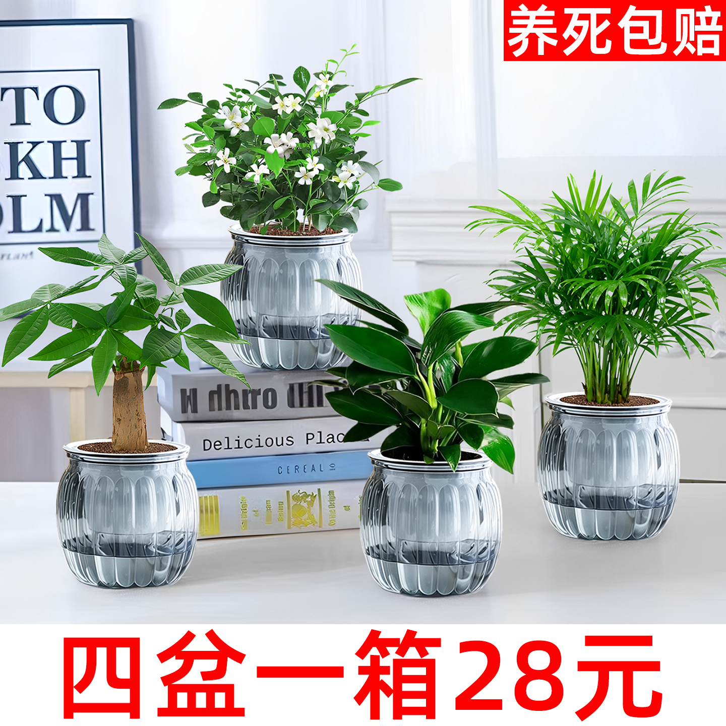 【水培四件套】发财树金钻九里香栀子花富贵竹室内盆栽植物绿植,鲜花速递/花卉仿真/绿植园艺,绿植,淘宝优惠券,粉丝福利购,淘宝优惠卷