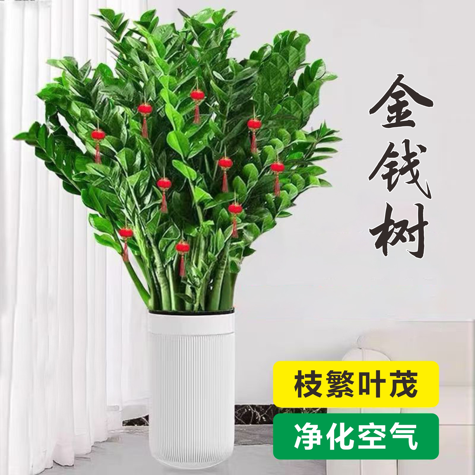 金钱树盆栽植物室内花卉招财小发财树大型客厅好养绿植大摇钱串子