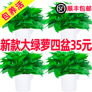 大绿萝盆栽室内植物去异味甲醛长藤垂吊兰绿箩绿植 包养活