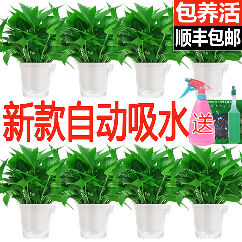除甲醛净化空气绿萝盆栽室内植物水培花卉绿植绿箩新房家用吸甲醛