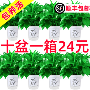 绿萝盆栽室内植物花卉水培绿植绿箩去异味新房家用净化空气
