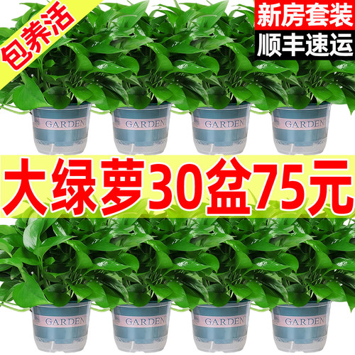 新房净化空气绿萝套装