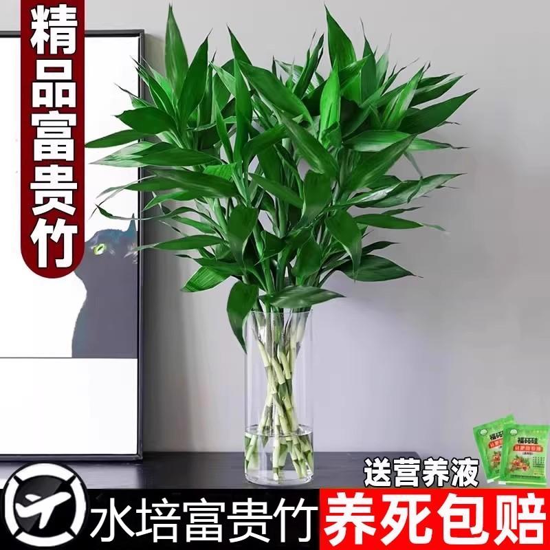水培富贵竹植物观音竹室内水养带根竹子旺宅绿植花卉节节高文昌竹