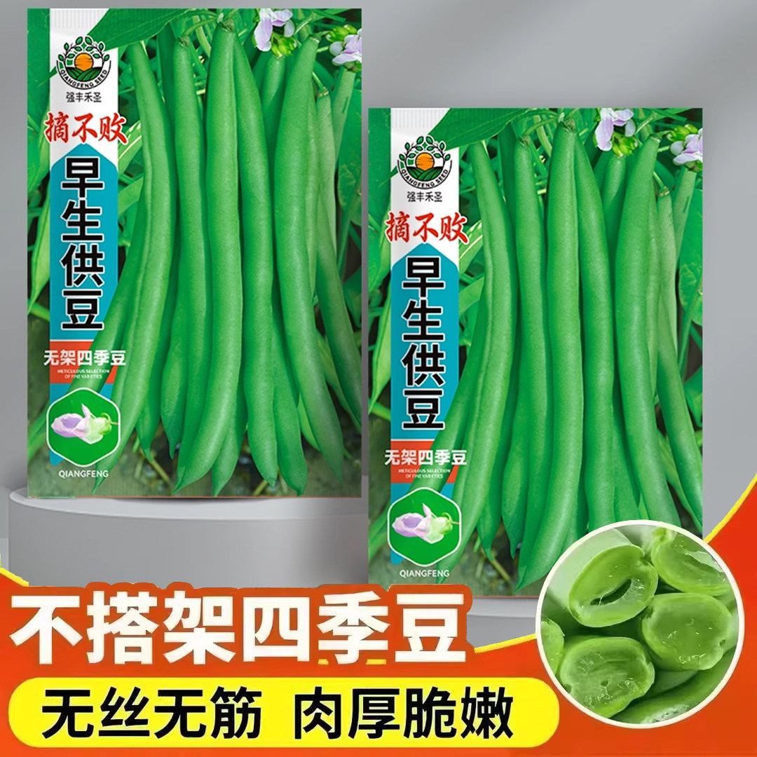 不搭架高产四季豆种子