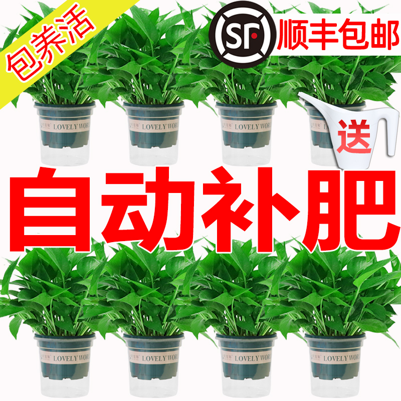 净化空气绿萝盆栽室内吸甲醛植物绿箩新房家用除甲醛绿植水培绿罗