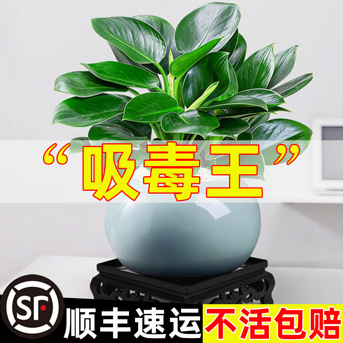 金钻绿公主盆栽绿植除室内甲醛植物花卉办公室新房净化空气好养