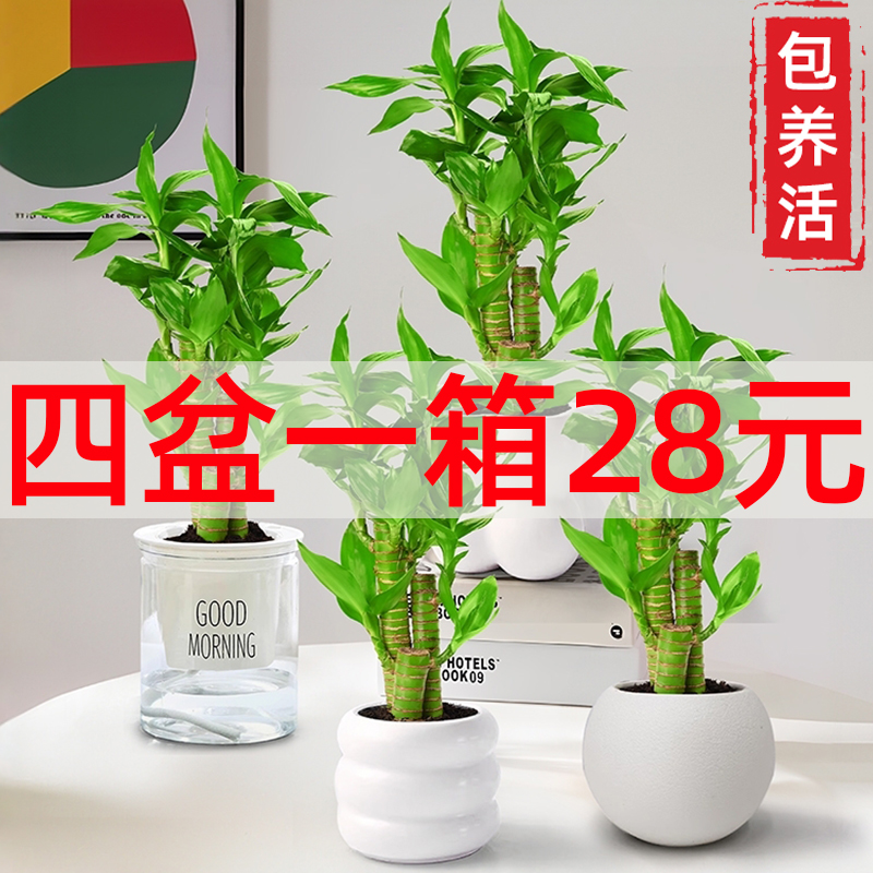 自动吸水绿植四盆28元