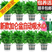 萝 绿 绿   藤 笠 笠 趼 趼 趼 趼     