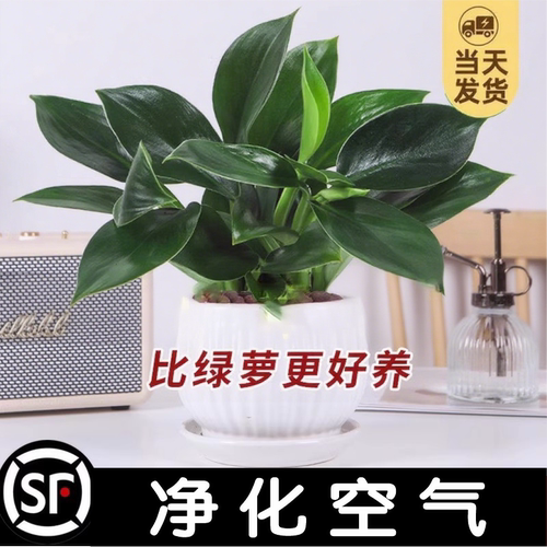 大盆金钻绿公主陶瓷盆