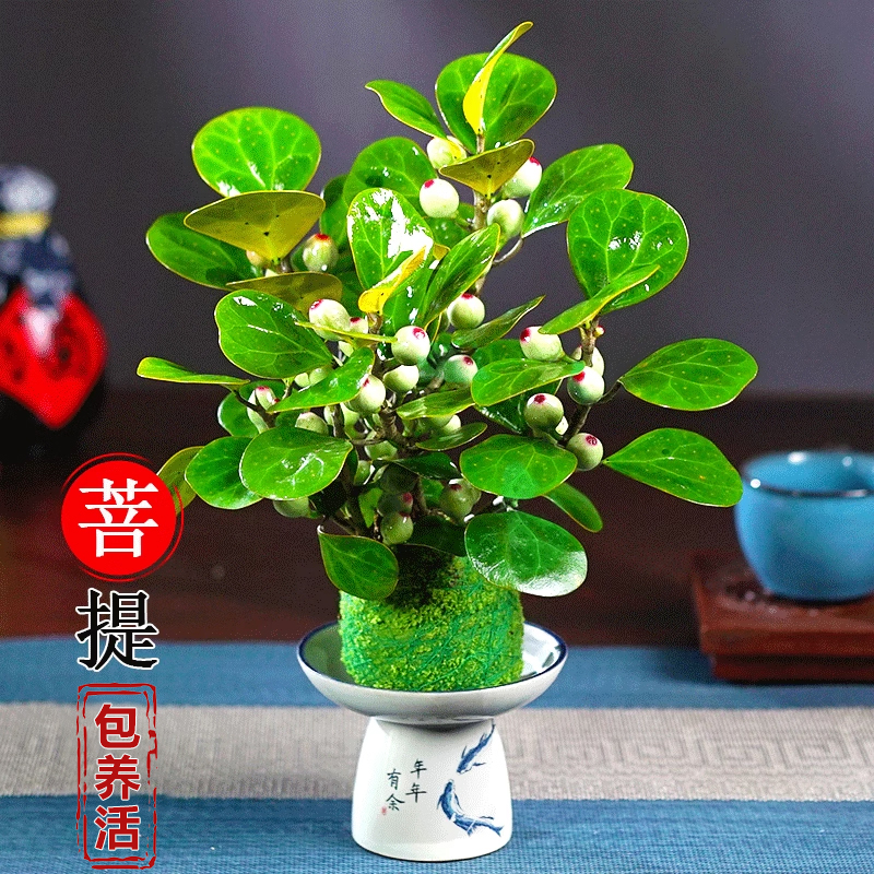 小盼菩提树带果盆景植物四季常青室内绿植盆栽禅意摆件办公室桌面