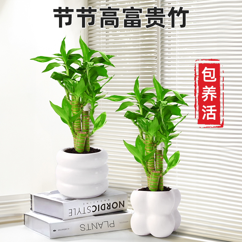 荷花竹节节高逢考必过竹来运转