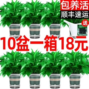 绿萝盆栽室内植物净化花卉绿植长藤垂吊大叶新房家用水培绿箩