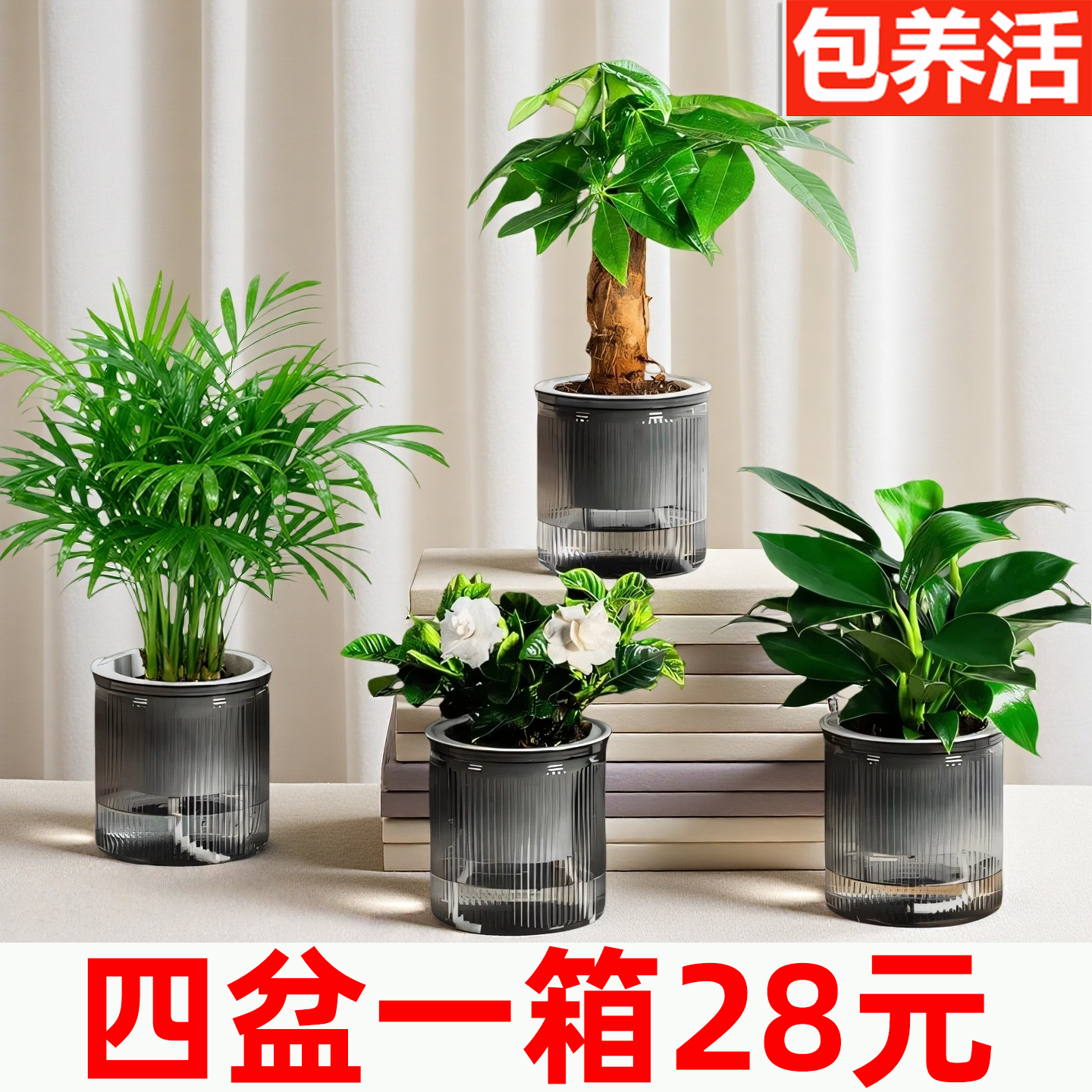 【绿植四件套28元】发财树金钻栀子花九里香桌面植物绿植小盆栽,鲜花速递/花卉仿真/绿植园艺,红掌/凤梨/温室花卉,淘宝优惠券,粉丝福利购,淘宝优惠卷
