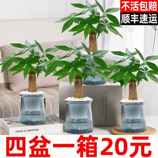 发财树小盆栽老桩旺宅招财树办公室内桌面植物花卉水培绿植盆景