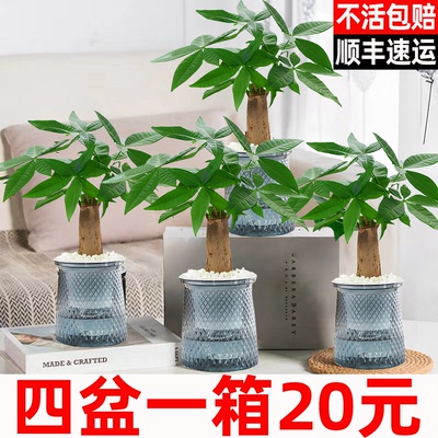自动吸水发财树4盆20元