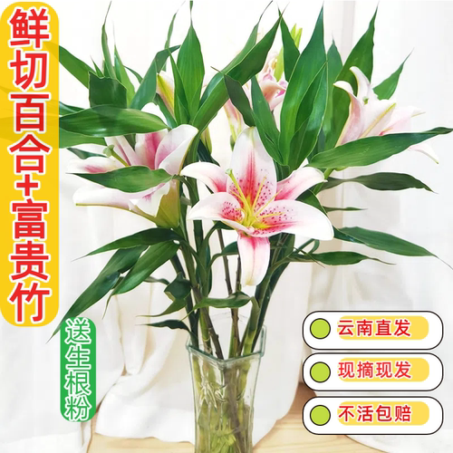 水培富贵竹植物鲜切香水百合花卉绿植向日葵水养观音竹转运竹盆栽