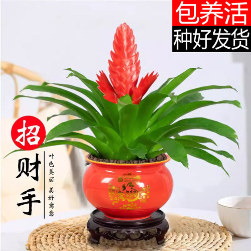 招财手鸿运当头盆栽植物花卉玉扇室内好养客厅净化空气大盆办公室