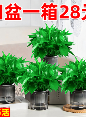 【四盆一箱28元】绿萝盆栽室内植物水培绿植新房家用懒人绿箩