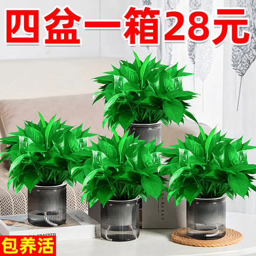 绿萝盆栽室内植物4盆28元