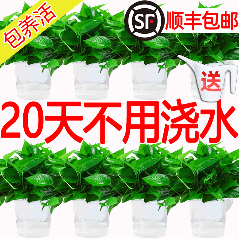 【20天不用浇水】绿萝盆栽室内植物吸甲醛绿箩新房家用除甲醛绿植