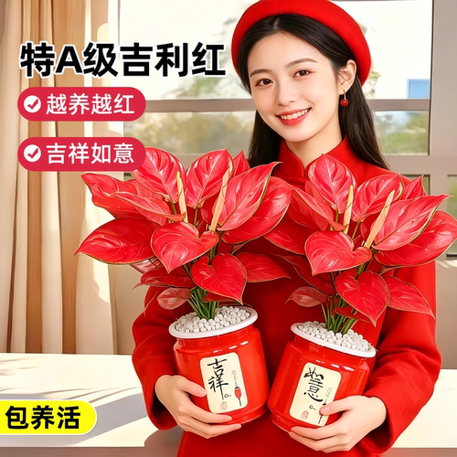 精品水培吉利红盆栽植物花卉如意皇后万年红苗带盆室内绿植中国红