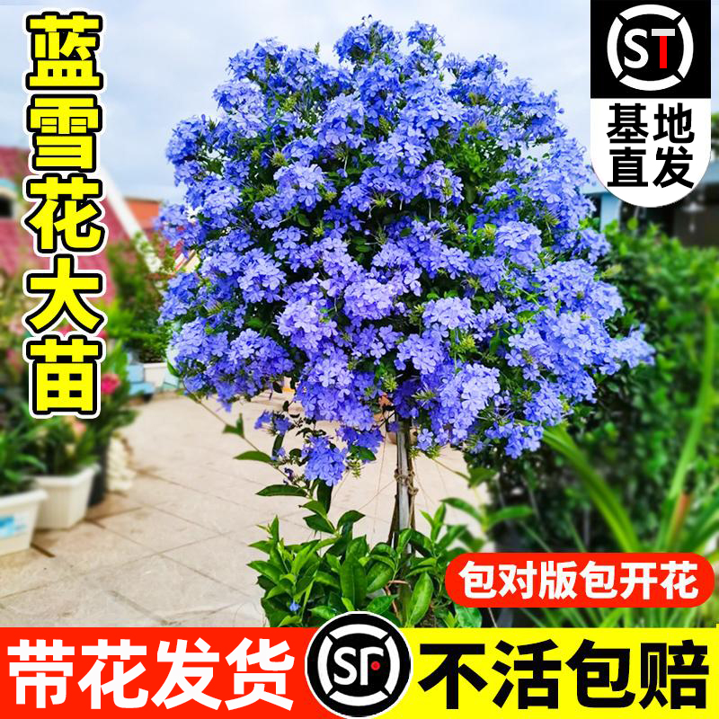 蓝雪花盆栽绿植大苗室内花卉棒棒糖玛格丽特阳台爬藤植物兰雪盆栽