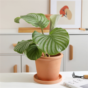 欧美复古风矮款 翻沿红陶花盆客厅阳台户外花园多肉植物透气陶土盆