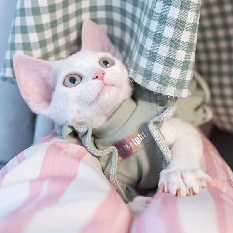 德文卷毛猫幼猫纯种猫咪不掉毛高智商奶猫活体血统赛级卷毛猫活物