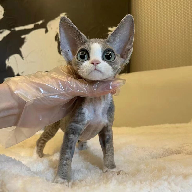 纯种德文卷毛猫开脸白色蓝眼异瞳高智商不掉毛幼猫红虎斑活体猫咪