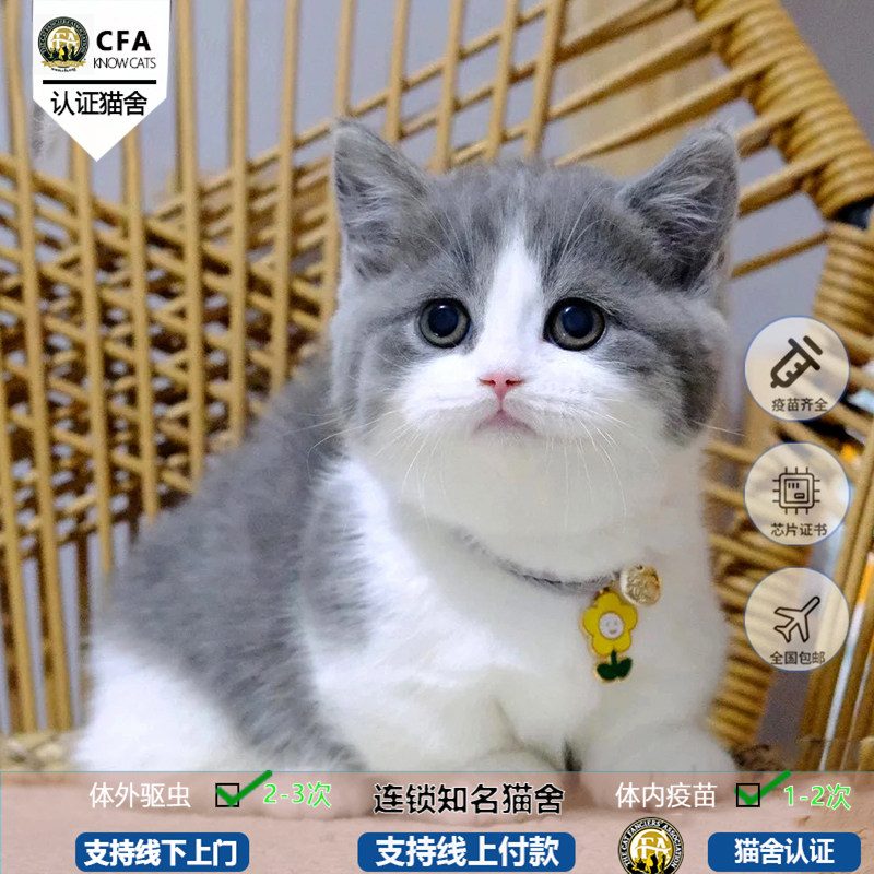 曼基康矮脚猫活体家养猫活物长毛拿破仑猫咪幼崽全国下线实体猫舍