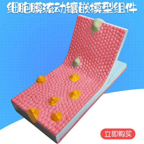 33304 细胞膜流动镶嵌模型组件 磷脂液态流动镶嵌构造 蛋白质和脂质分子排列方式 初中生物结构教具教学仪器