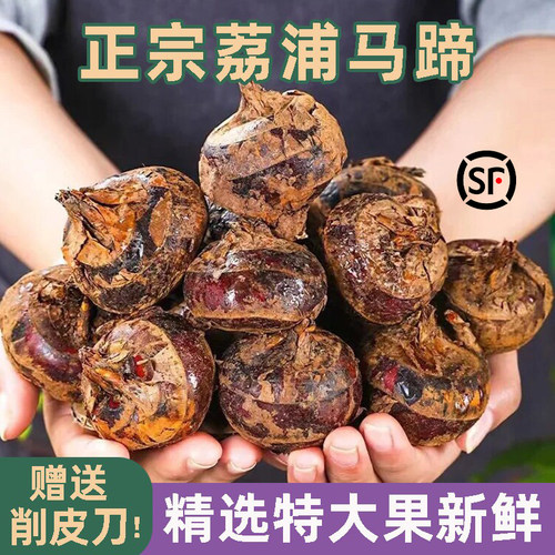 正宗广西荔浦马蹄荸荠新鲜现发