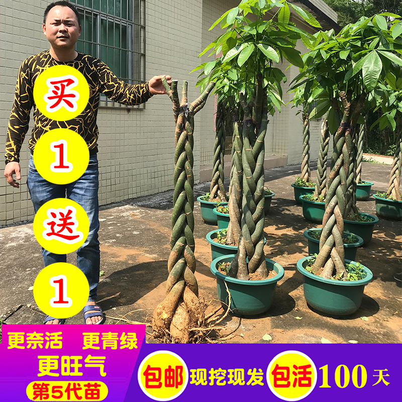 发财树盆栽绿植树桩辫子独杆粗杆花卉水培室内外客厅净化招财树苗|ruв категории доставка цветов/цветок моделирования/растения садоводства, цветок/растения в горшках (новый), растения - от Buy2taobao.com для оказания профессиональной услуги покупки агента Taobao