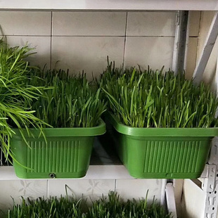 南宫特产黄韭盆景韭菜根盆栽苗室内阳台庭院无公害有机蔬菜农产品