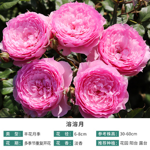 月季 溶溶月 自育月季玫瑰 多季开花淡香紧凑直立型月季
