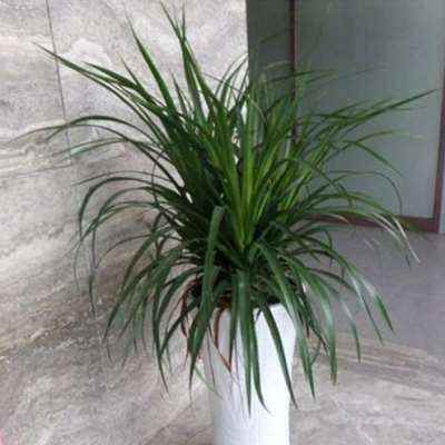 龙须树大型绿植多头卉血树龙铁w树室内客厅盆公花龙植物办栽室盆
