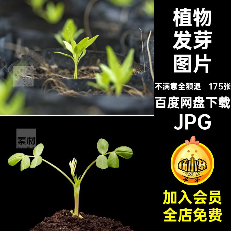 高清自然风景JPG图片植物发芽嫩芽小树苗成长设计打印合成素材