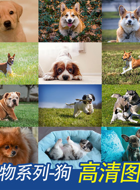无版权动物宠物狗狗高清壁纸背景PS海报平面设计图片摄影照片素材