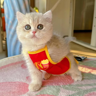 宠物搞怪衣服猫咪喵当劳围裙打工人小猫围兜狗狗肚兜防着凉护肚子