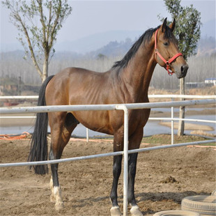 骑乘马活体 蒙古马 伊犁马 纯血温血 跑马场跑马 大型养马场