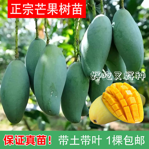 芒果树苗矮化易管理带土带叶