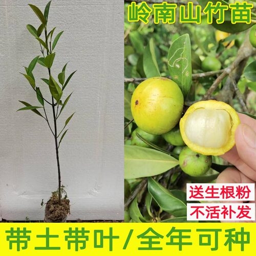 正宗山竹树苗泰国无籽岭南盆栽