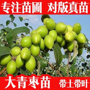 大青枣苗台湾大青枣苗树苗牛奶枣蜜丝枣嫁接苗甜脆枣子苗带土带叶