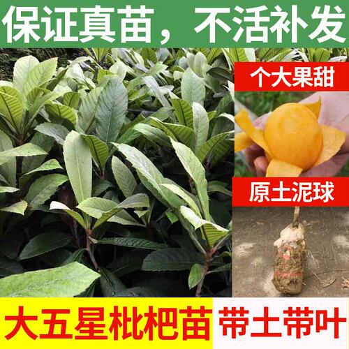 正宗嫁接特大五星南方种植树苗