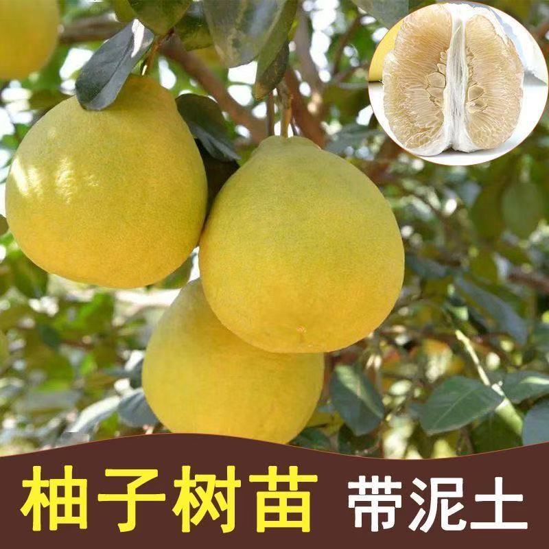 广西沙田柚子树苗嫁接泰国红宝石