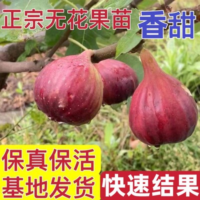 无花果苗对版真苗成活高挂果多