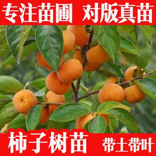 柿子树苗日本太秋甜柿苗嫁接甜脆鸡心罗田阳丰柿子苗树带土带叶
