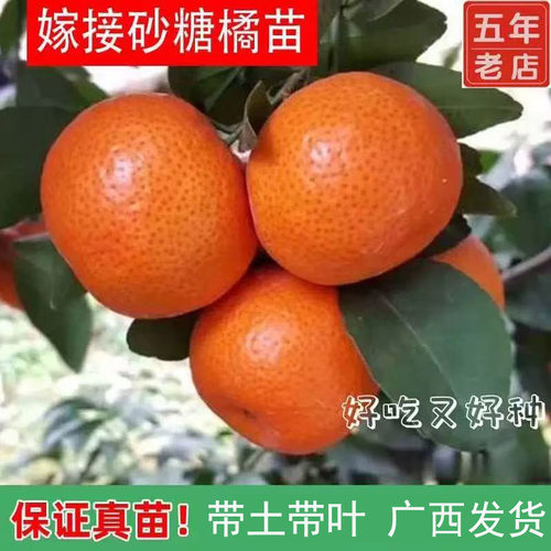 砂糖橘树苗嫁接优良品种基地直发