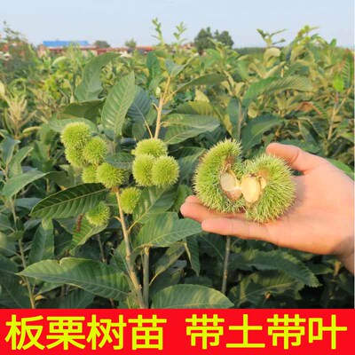 带土带叶正宗板栗苗优质品种