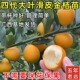 脆皮金桔树树苗广西融安第四代大叶滑皮金桔树苗四季 嫁接果树果苗